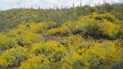 PICTURES/Wildflowers - Desert in Bloom/t_Hillside1.JPG